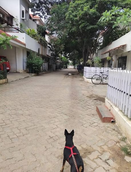 3BHK · Furnished · Apartment