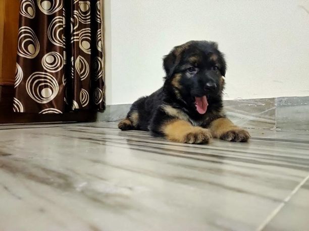 Vaidehi Gautam