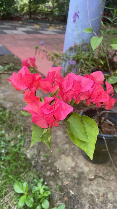 Arppana