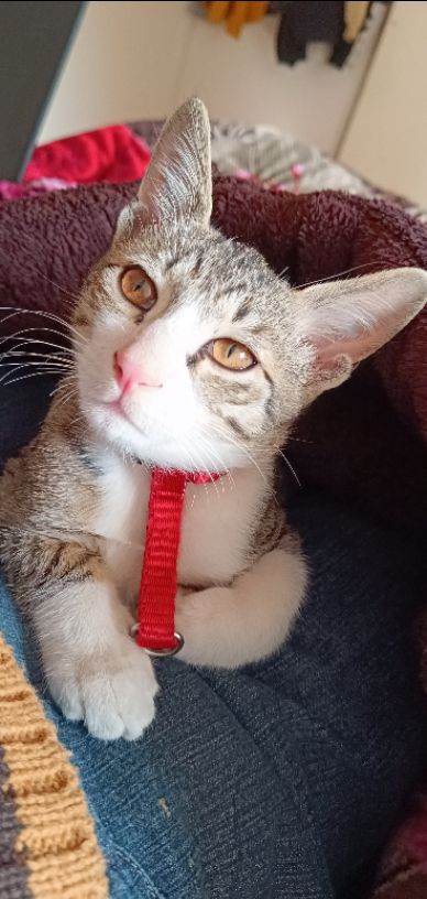 Tannu