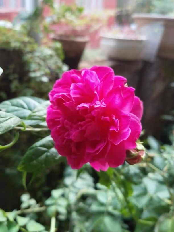 Jasmine